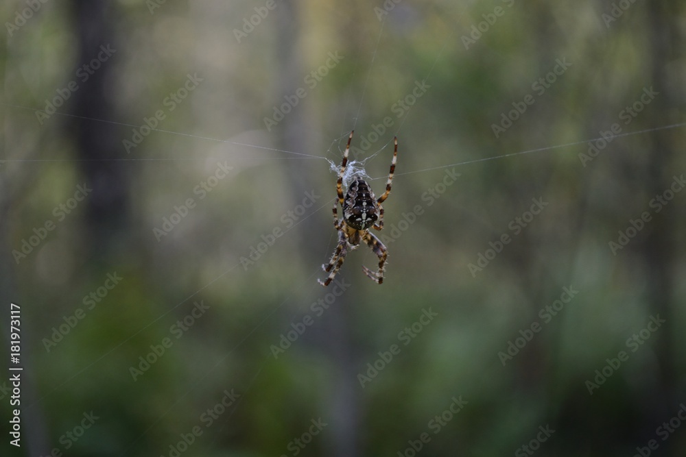 Spider Spider