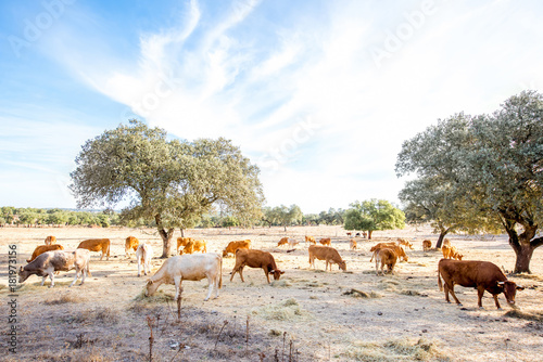 Landscape view on the beautiful meadow with cows grazing during the sunrise in Portugal