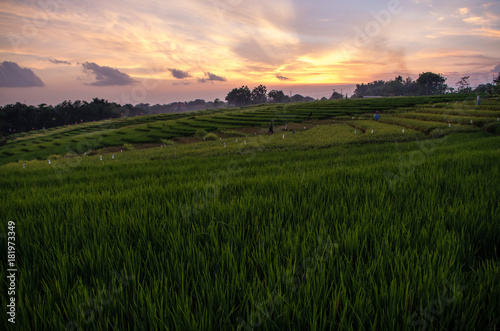 Rice field in Bali at sunset time  Indonesia.