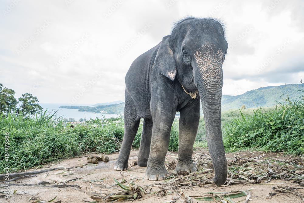 Obraz premium Beautiful elephant on the hill in Phuket, Thailand
