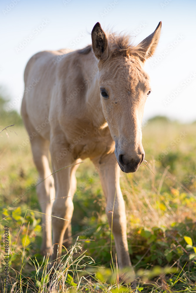 Foal grazing on the grass Foal grazing on the grass