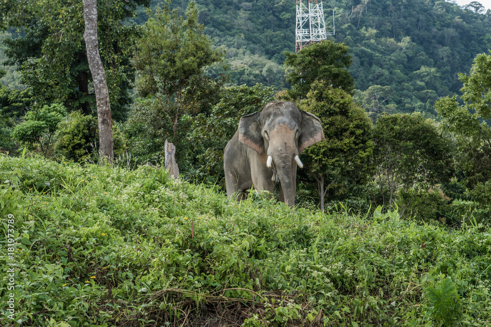 Fototapeta premium Beautiful elephant on the hill in Phuket, Thailand