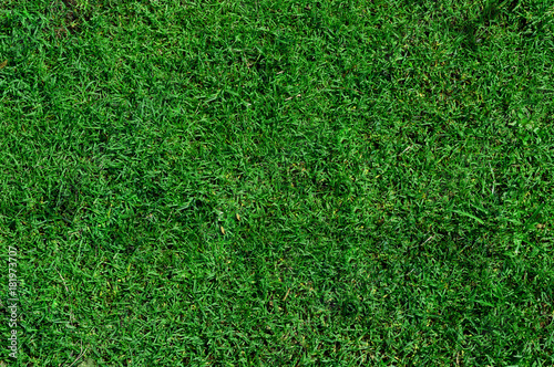 Green clean grass texture