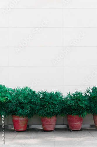 Green trees in red pots with clean background for the Christmas time © Le