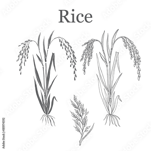 Rice plant vector illustration