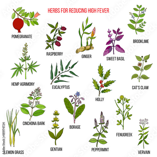 Best herbal remedies for reducing high fever