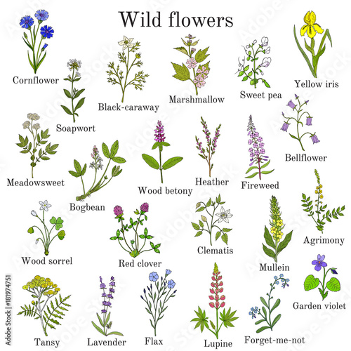 Wild flowers color set