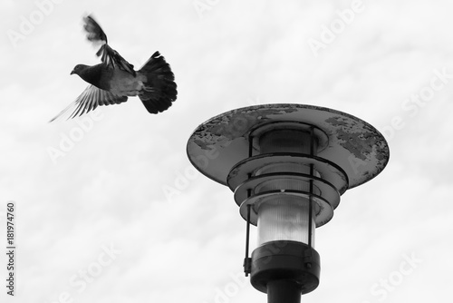 urban dove/miejski gołąb