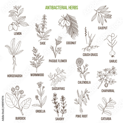 Best antibacterial herbs
