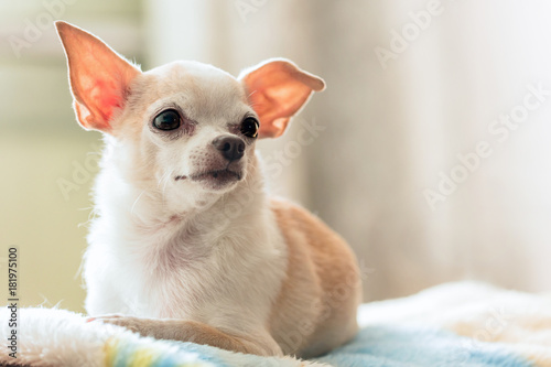 Chihuahua sitting on the couch in the room