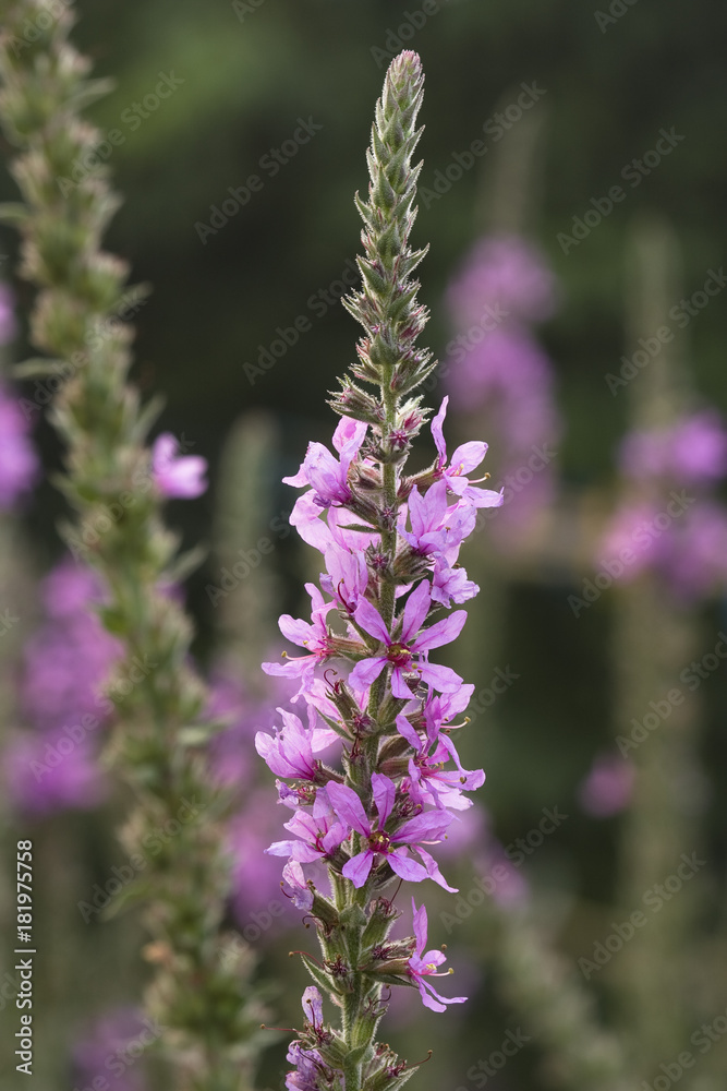 Fototapeta premium pink flower