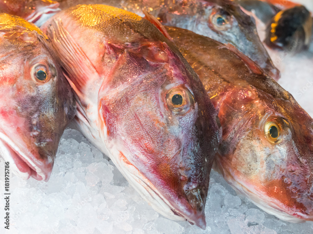 east-atlantic-red-gurnard-chelidonichthys-cuculus-for-sale-at-a-fish