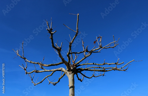 Bare tree and branches against blue sky in winter