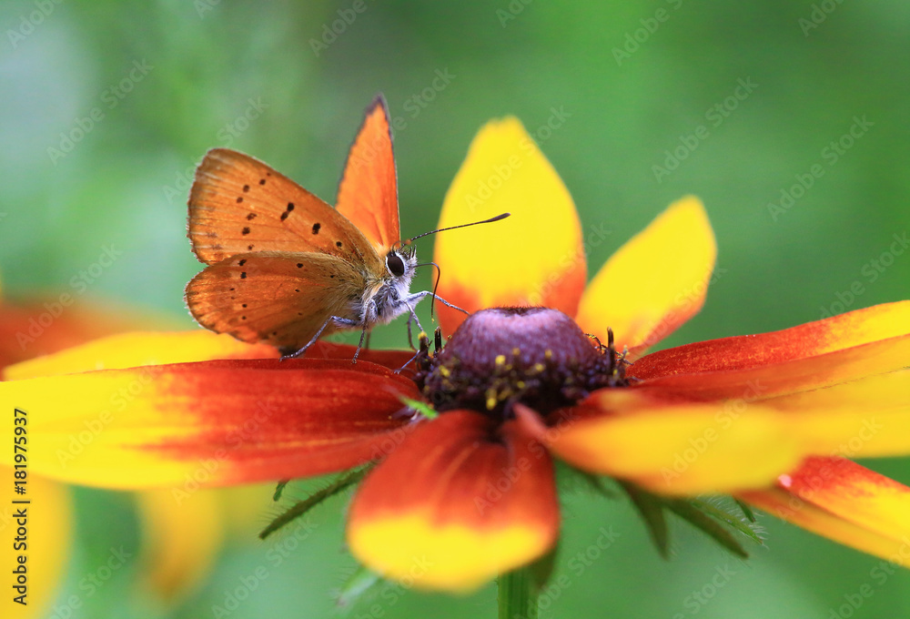 Obraz premium Butterfly on a flower.Orange butterfly gold piece on the orange flower of rudbeckia.