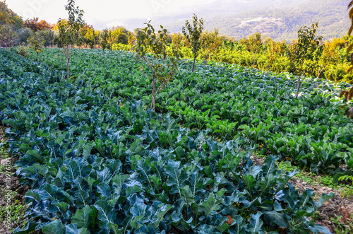 Green cabbages on farm field.