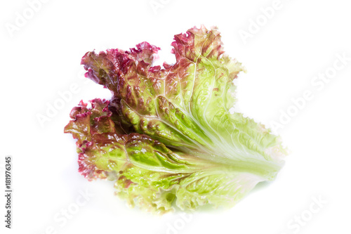 Lettuce over white