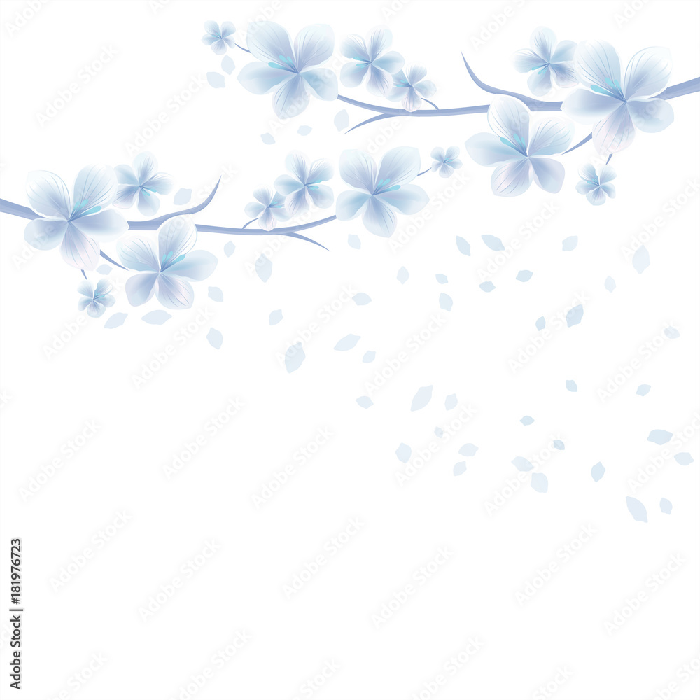 Branches of Sakura with White Blue flowers and flying petals isolated on White background. Apple-tree flowers. Cherry blossom. Vector