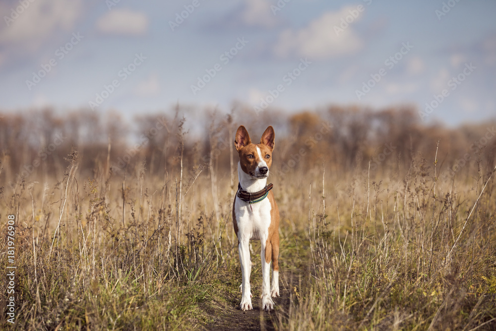 Basenji dog walks in the park