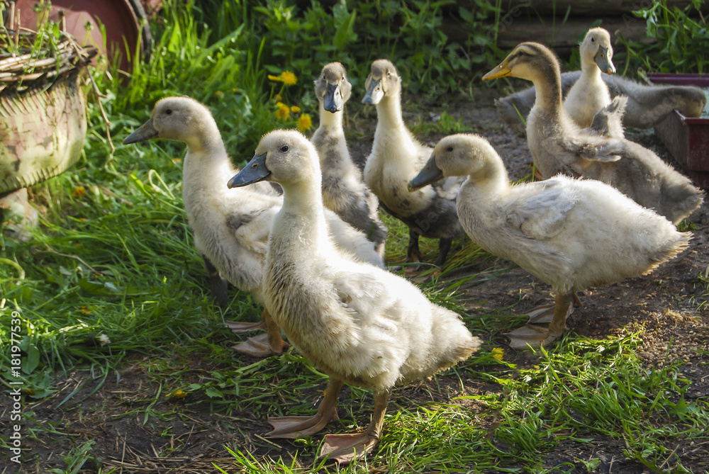 Group of domestic ducks of the breed Group of domestic ducks of the breed