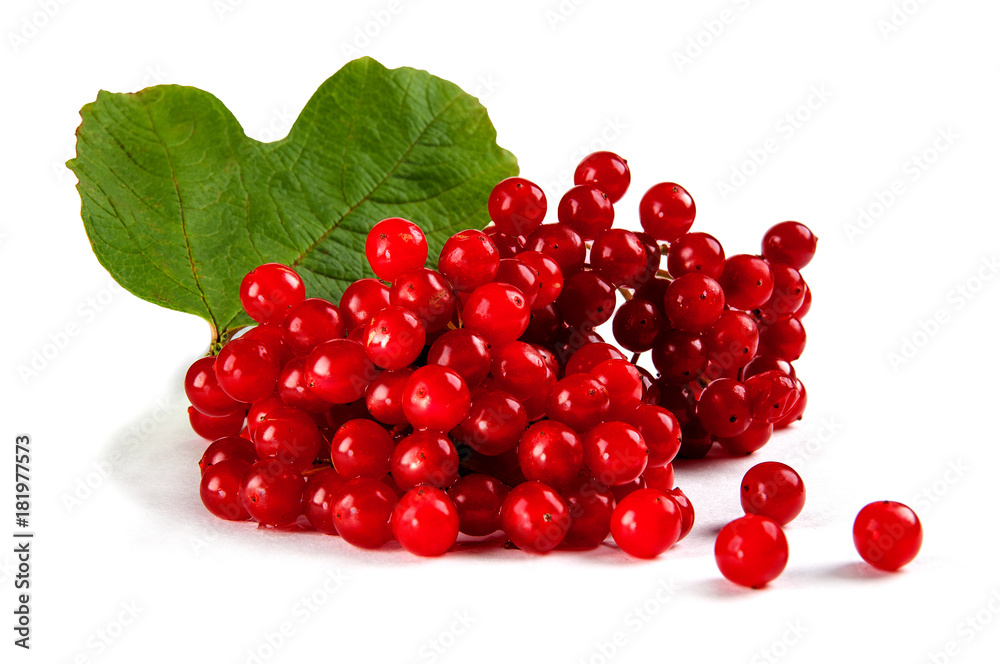 Berries of red Viburnum with leaves. Berries of red Viburnum with leaves.