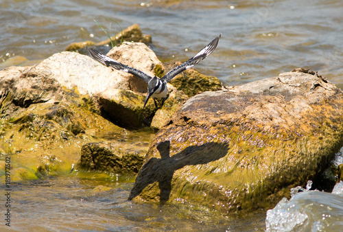 Pied Kingfisher in flight, with a black shadow of wings on a rock On Nankoma IslandLake Malawi, Southern aFRICA photo