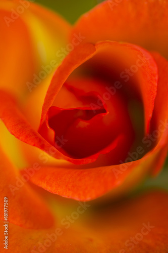 Top view of blossoming bright red rose