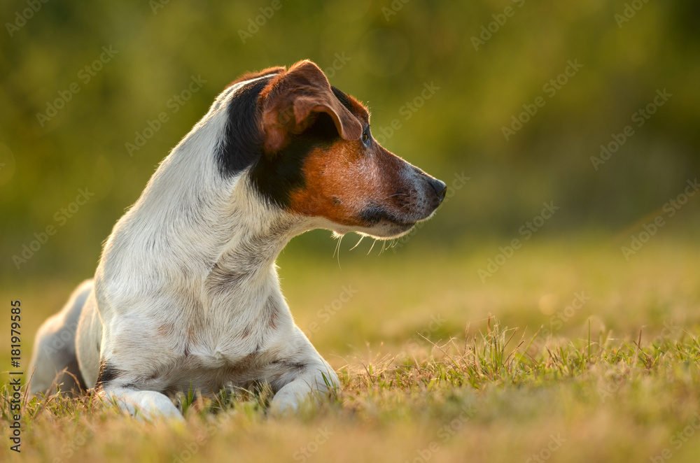 Jack Russell female 10 years old - dog lies in the evening light on a green meadow