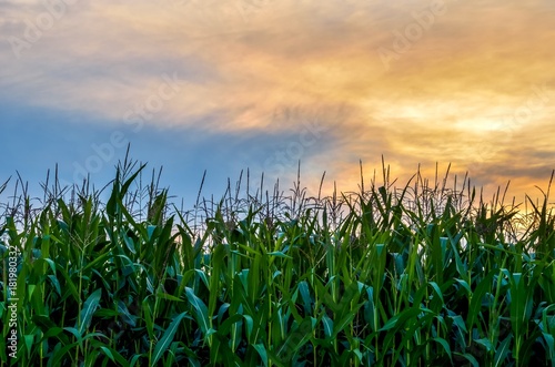 Summer natural background. Colorful beautiful sky and green leaves of corn.