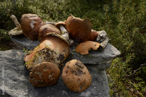 Orange mushrooms in Karelia