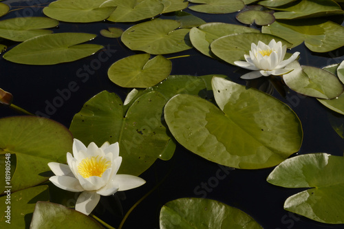 Two white lilies on the water