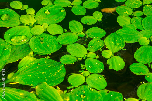 aquatic plants located on the water surface