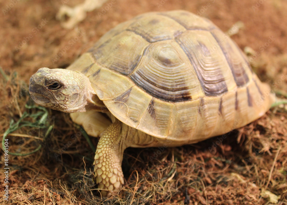 Tortue terrestre testudo hermanni boettgeri Tortue terrestre testudo hermanni boettgeri