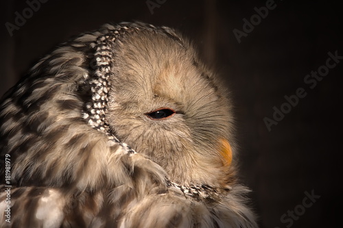 Habichtskauz photo