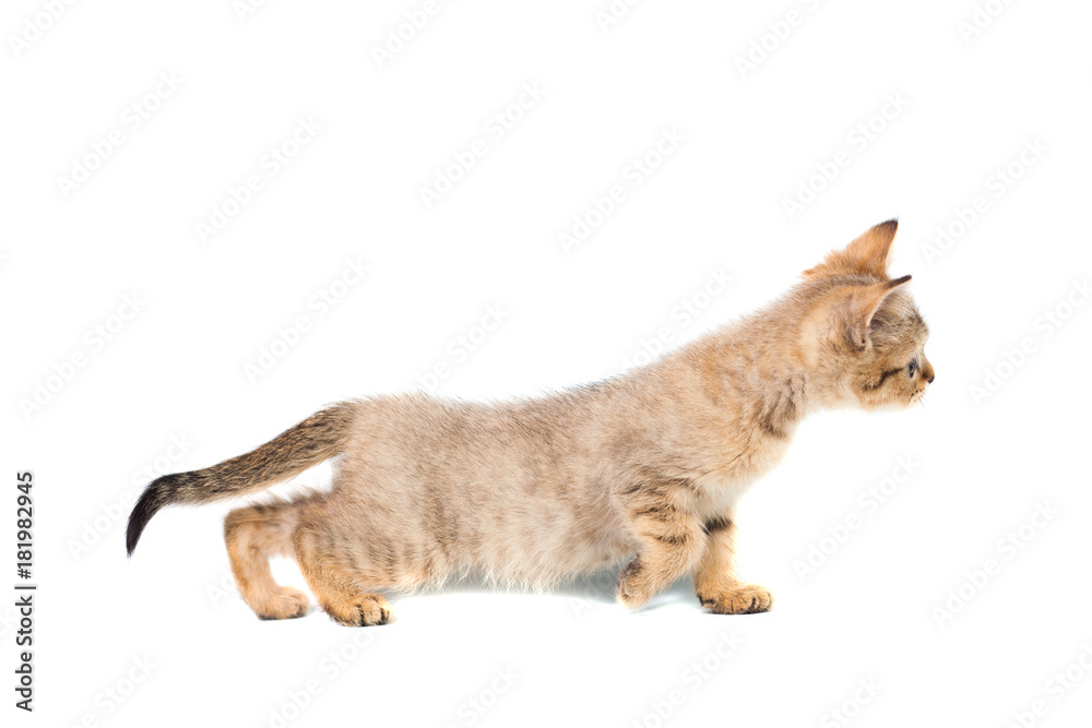 Standing scottish straight cat kitten looking up isolated on white background