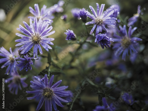 Violet asters covered in morning dew   closeup with bouquet