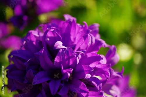 bunch of  purple flowers with green background under the sun