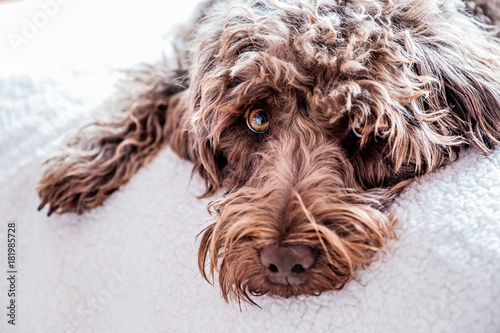 Fotografie An image of a rather glum looking labradoodle