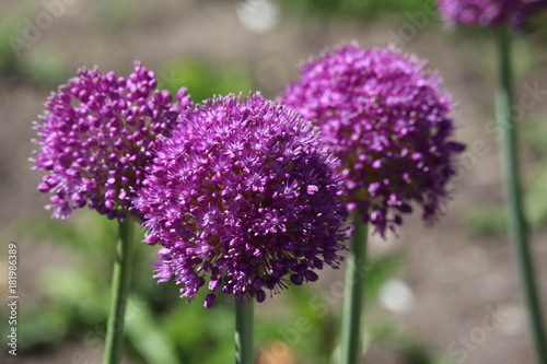 Allium Purple Sensation