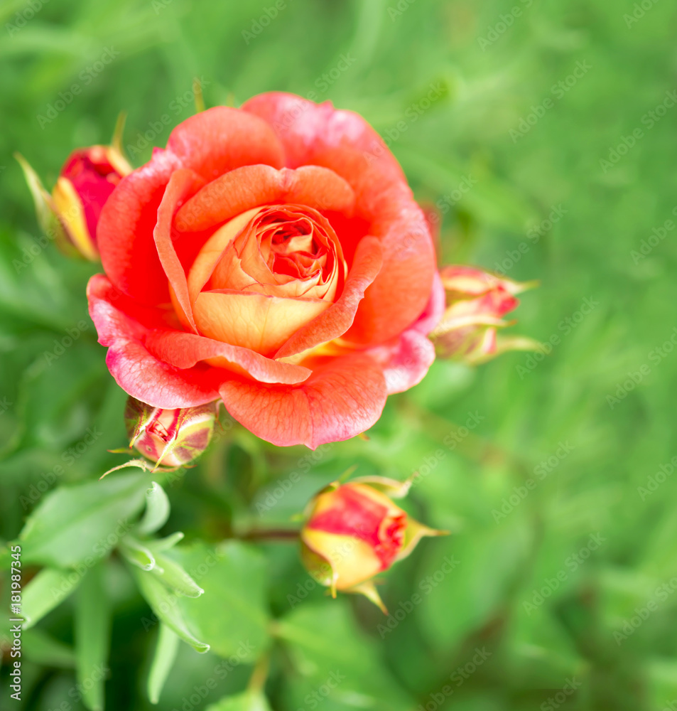Close-up of garden rose