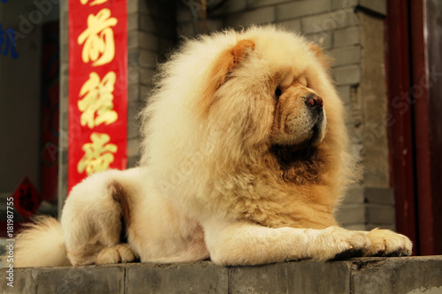 Yellow chow dog on a background of chinese symbols