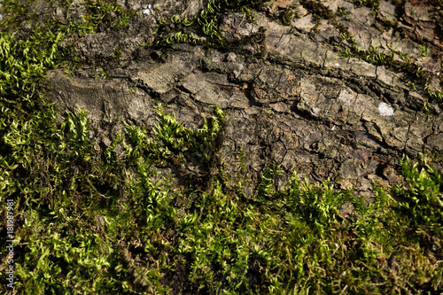 Billede på lærred Tree balk with and moss in sun, Austria