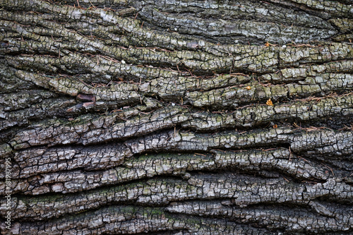Fotografi Tree balk with fir needles and moss, Austria