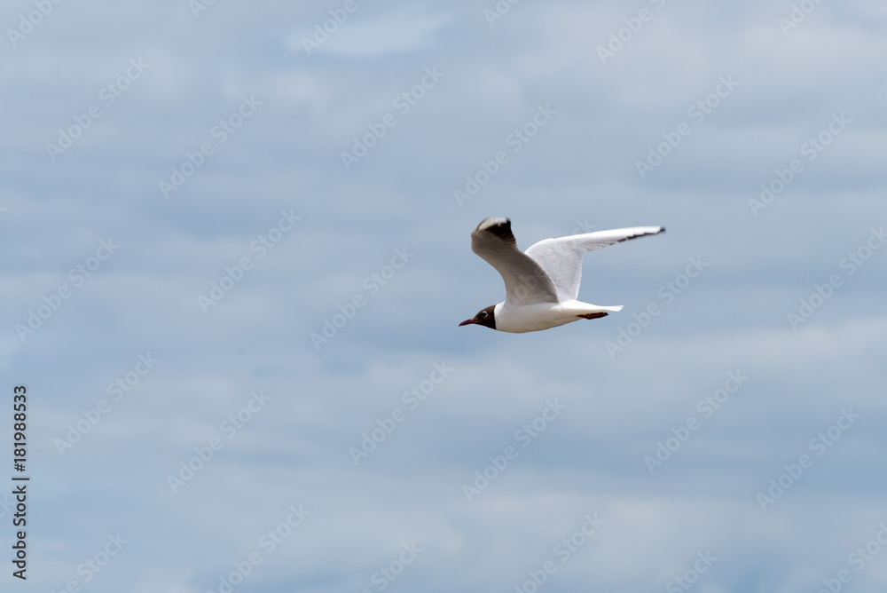 gull on the patrol