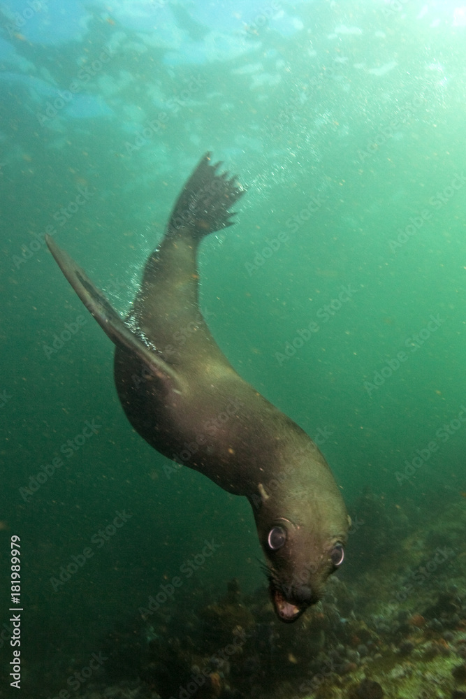brown fur seal, arctocephalus pusillus, South Africa