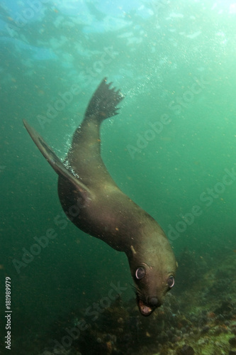 brown fur seal, arctocephalus pusillus, South Africa