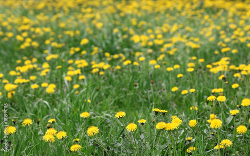 Spring background of yellow dandelion meadow