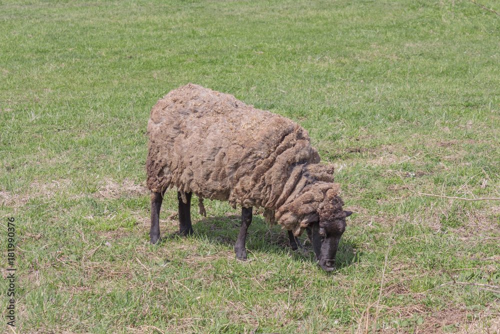 Sheep in field grazing the green grass Sheep in field grazing the green grass
