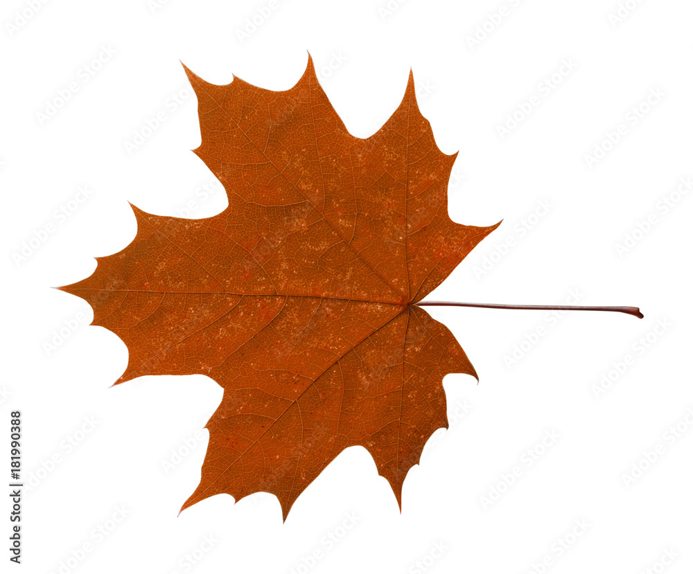 maple leaf isolated on white background maple leaf isolated on white background