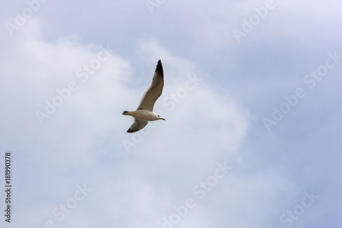 Seagull in flight looking for a fish