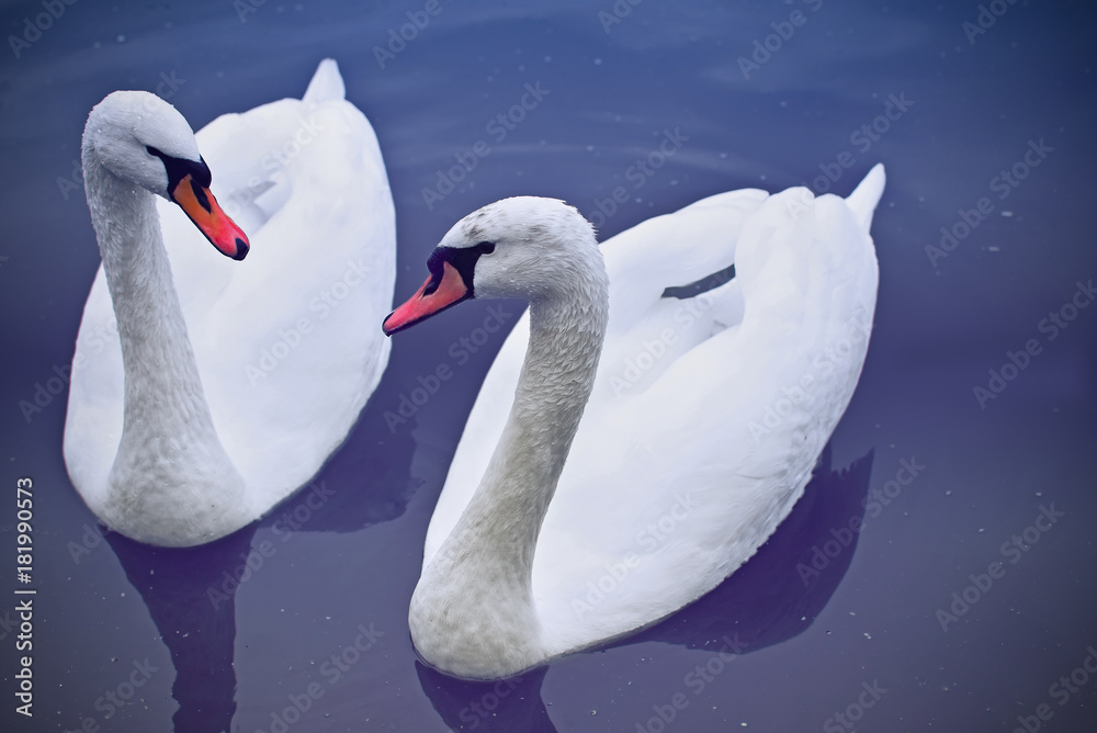 Obraz premium Two white mute swans